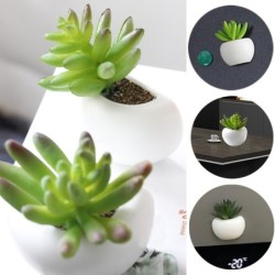 Magneti frigo decorativi - decorazione da tavolo/desktop - cactus - orchidea