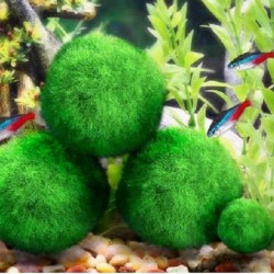 Mini sfera di muschio dell'acquario - nano pianta decorativa